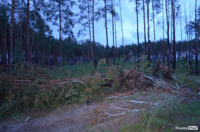 На Волині буревієм повалило дерева. ФОТО