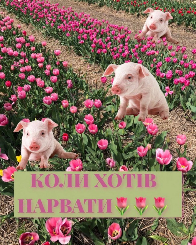 Жарти і меми про «Волинську Голландію»: підбірка із соцмереж 