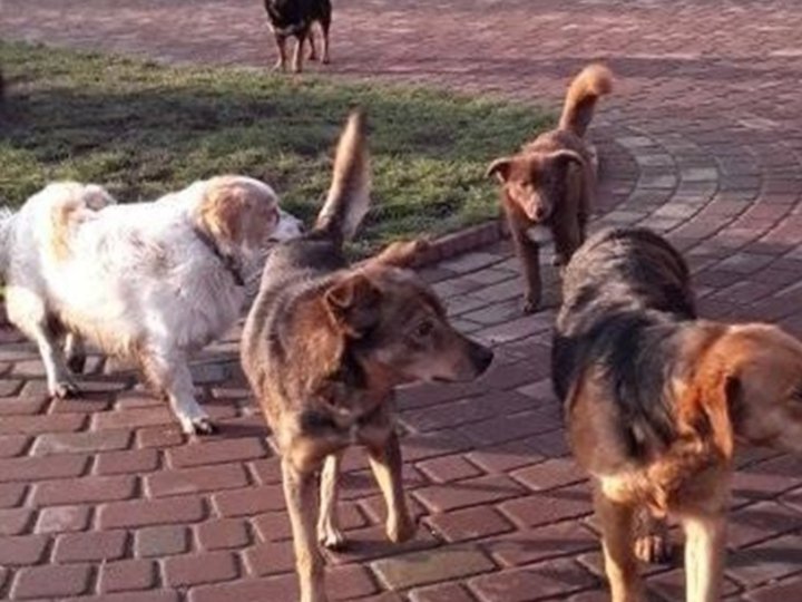 Дід і зграя собак тероризують Ковель: люди бояться виходити на вулицю