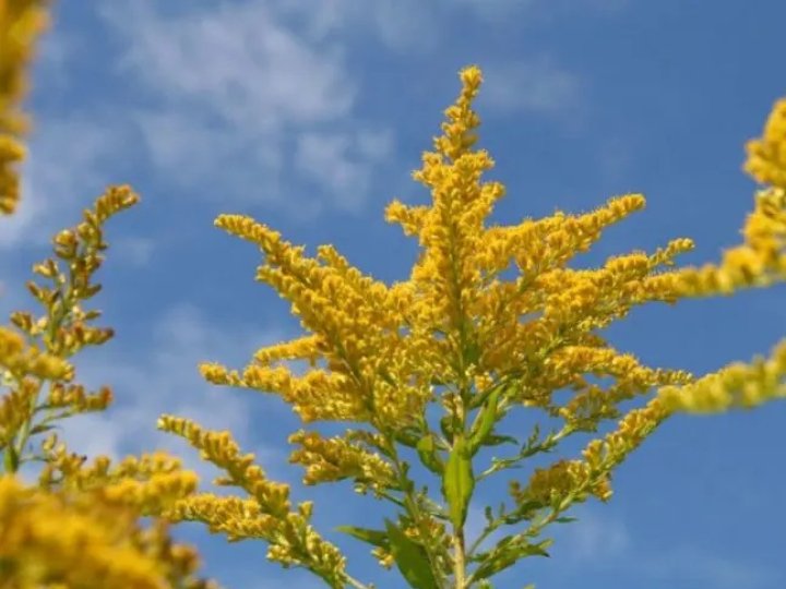 Люди задихаються: у Луцьку просять знищити рослину-алерген