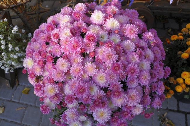 Опублікували неймовірні фото осінніх квітів у луцькому звіринці