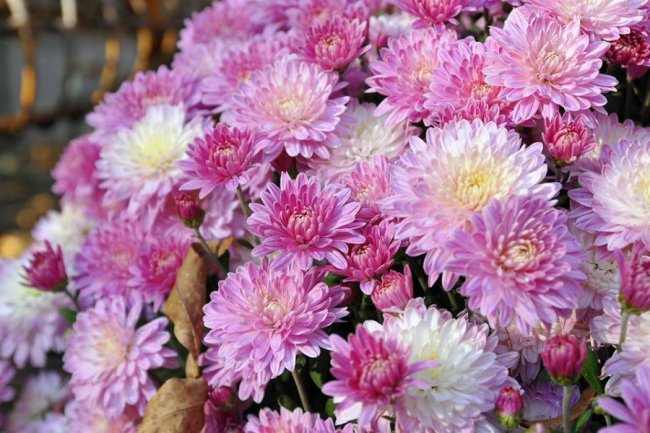 Опублікували неймовірні фото осінніх квітів у луцькому звіринці