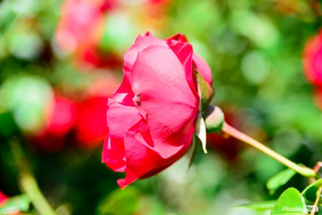 Літні пахощі: головний собор Луцька тоне в трояндах. ФОТОРЕПОРТАЖ