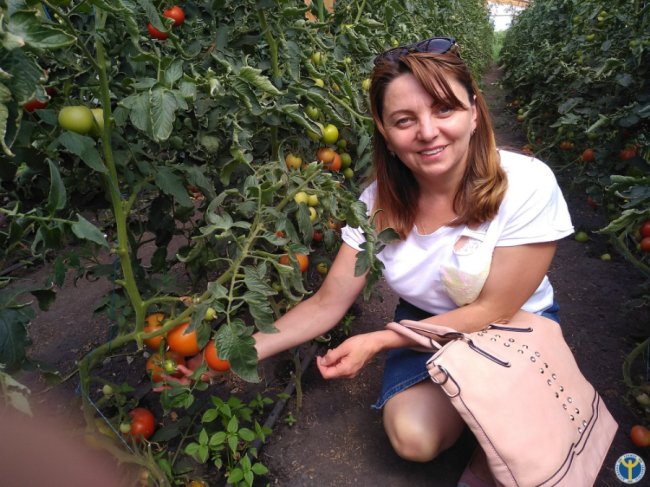 Бізнес на овочах: як сім’я з Волині успішно вирощує у теплицях огірки і помідори