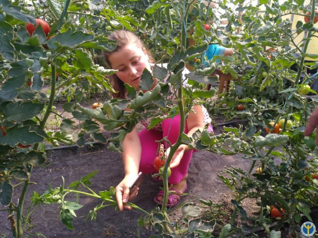 Бізнес на овочах: як сім’я з Волині успішно вирощує у теплицях огірки і помідори