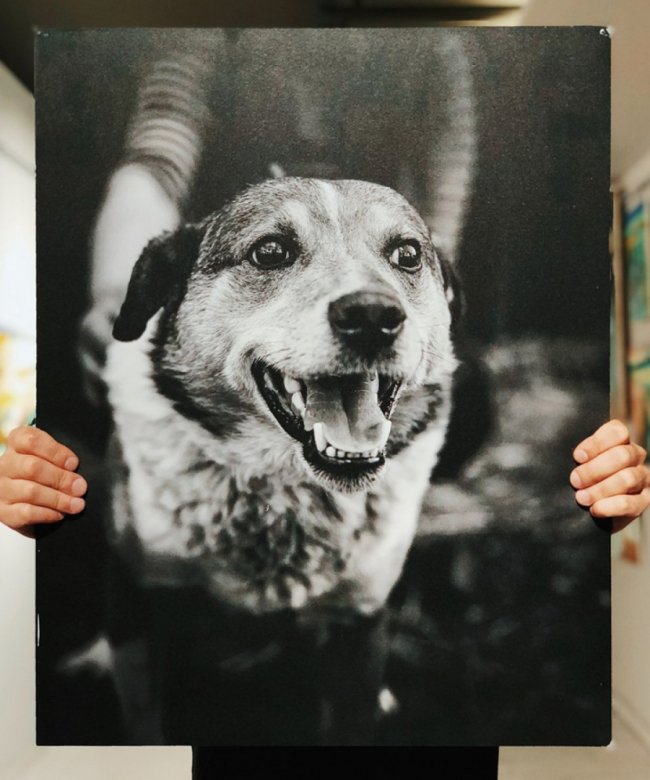 У Луцьку стартував аукціон на підтримку безпритульних тварин. ФОТО