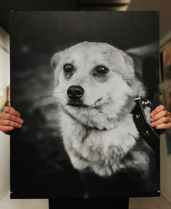 У Луцьку стартував аукціон на підтримку безпритульних тварин. ФОТО