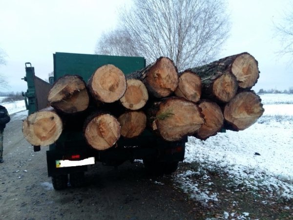 На Волині затримали  водія з нелегальною деревиною