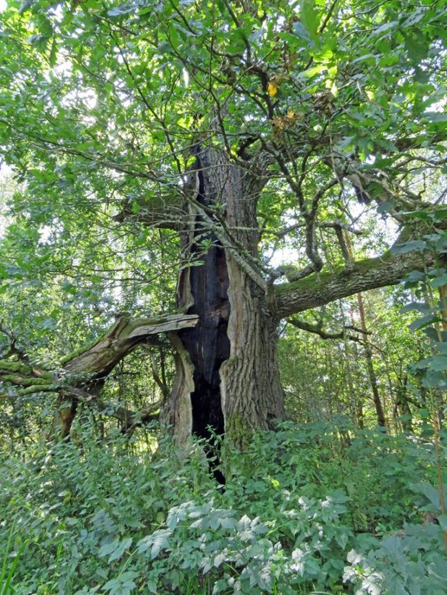 Дика природа  і таємничі місця: як на Волині розвивають велотуризм. ФОТО