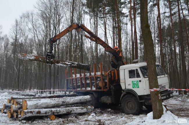 Жнива у зимовому лісі: як на Волині заготовляють деревину. ФОТО