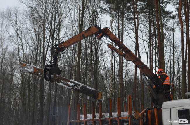 Жнива у зимовому лісі: як на Волині заготовляють деревину. ФОТО