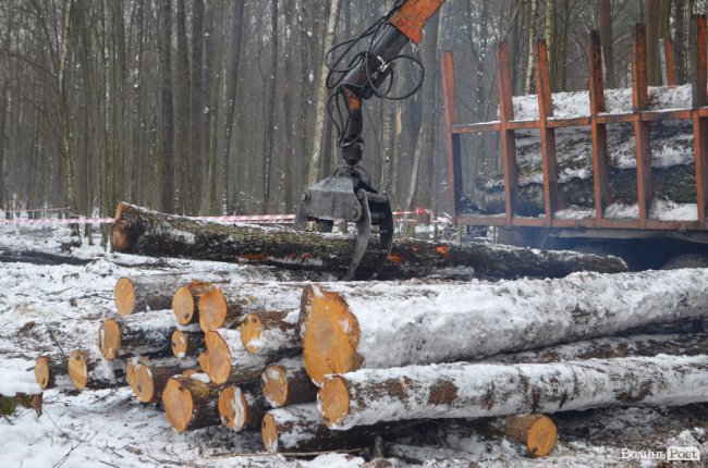 Жнива у зимовому лісі: як на Волині заготовляють деревину. ФОТО