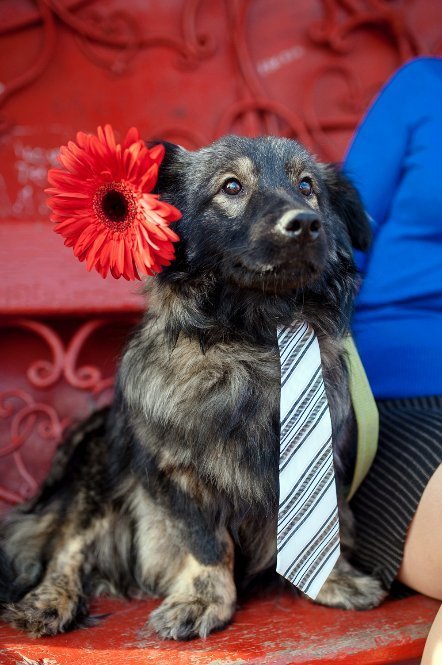 Дмитро Мельничук - актор Драмтеатру з собачкою Жустін