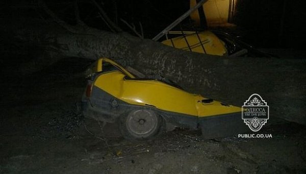 Вітер в Одесі валив дерева на машини. ФОТО