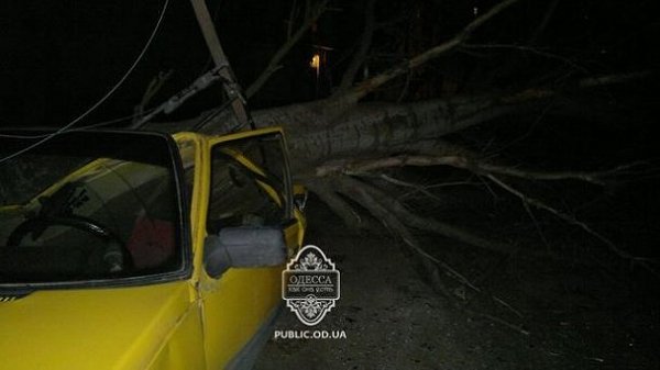 Вітер в Одесі валив дерева на машини. ФОТО