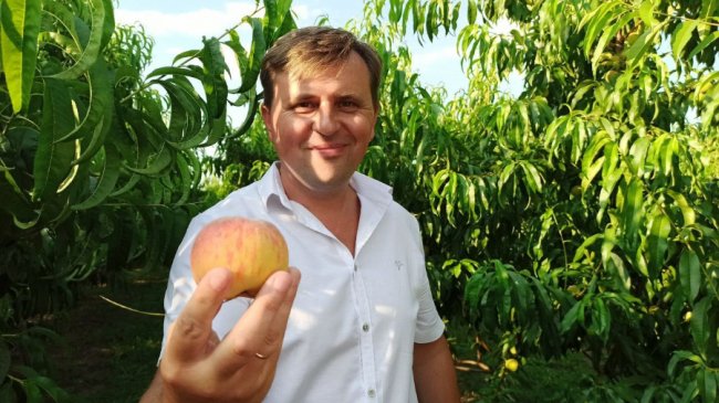 Сім'я з Волині вирощує персики і щороку збирає 7 тонн солодких плодів