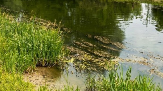 Водорослі та очерет на пляжі: коли розчистять річку Стир у Луцьку. ВІДЕО