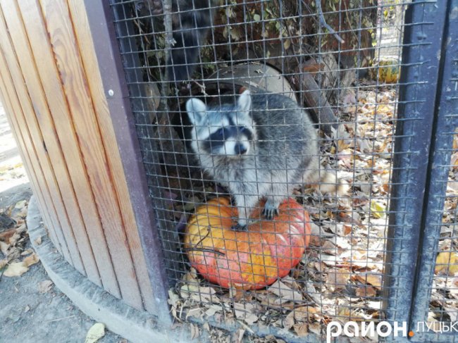 Як у луцькому звіринці відзначали Свято гарбуза. ФОТО