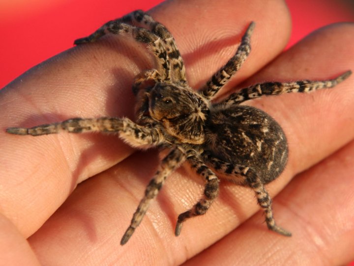 У Поліській «Пущі» вперше помітили тарантулів: науковці говорять про кліматичні зміни