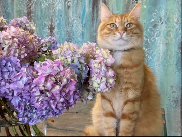 У Луцьку посеред білого дня дві жінки викрали кота