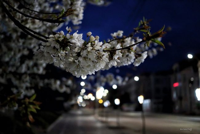 «Місто наче осиротіло»: показали неймовірні світлини «карантинного» Луцька. ФОТО 