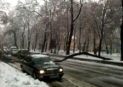 У Києві через негоду дерева падають на людей і розбивають машини. ФОТО