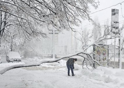 У Києві через негоду дерева падають на людей і розбивають машини. ФОТО