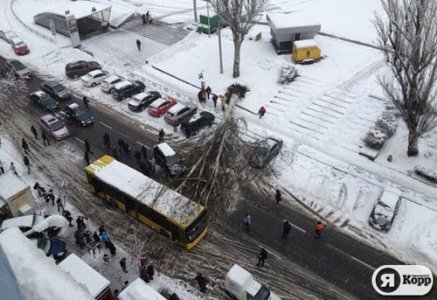 У Києві через негоду дерева падають на людей і розбивають машини. ФОТО