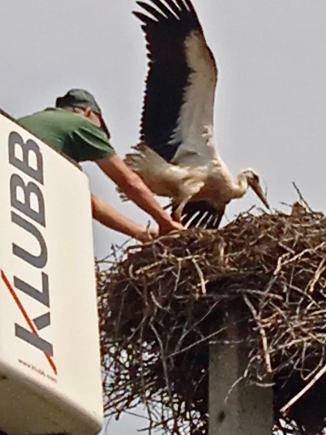 Заплутались у мотузках: у громаді на Волині врятували лелек. ВІДЕО