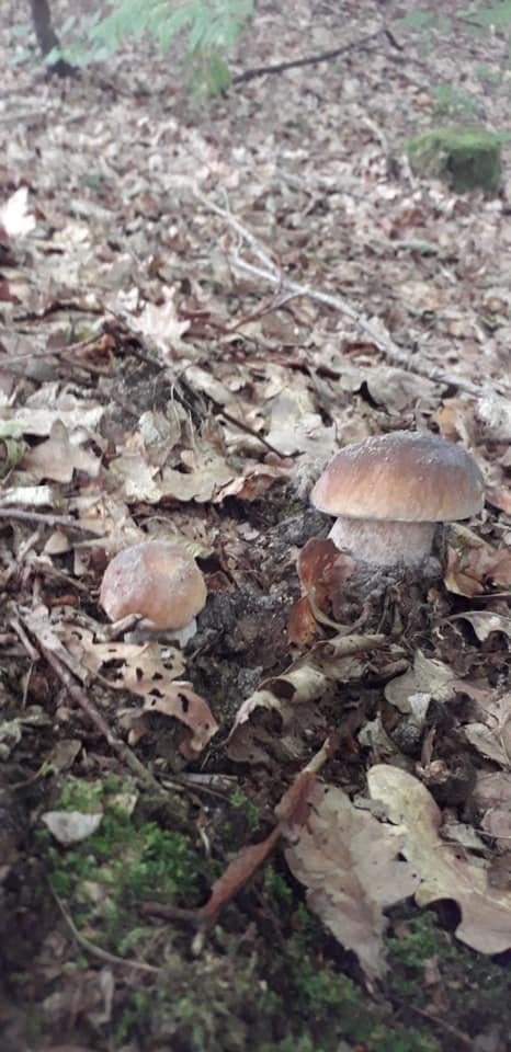 Волиняни діляться світлинами грибних трофеїв. ФОТО