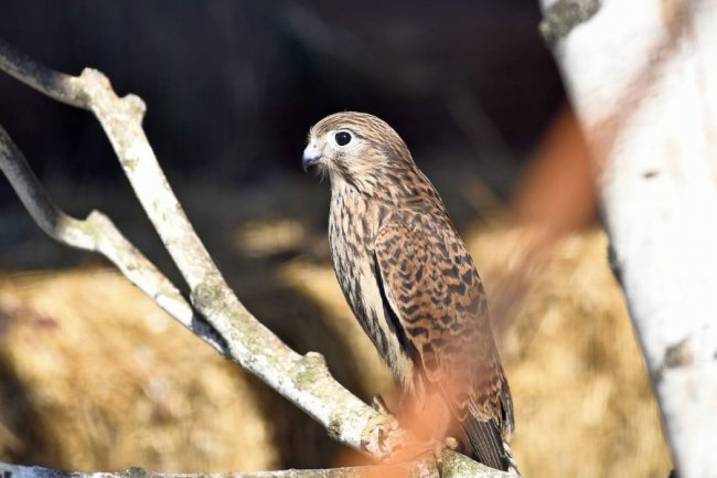 Пернаті мешканці луцького зоопарку. ФОТО 