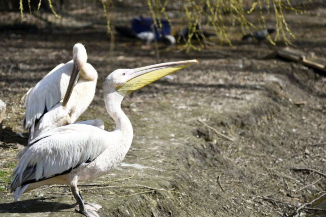 Пернаті мешканці луцького зоопарку. ФОТО 