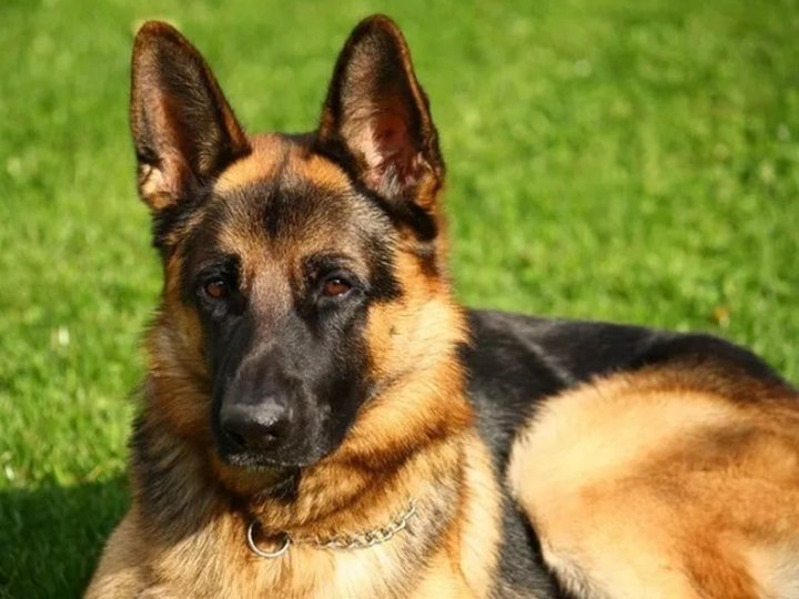 Покусала дитину: волинянина суд залишив без вівчарки