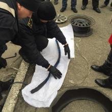 На Волині Ада знайшла наркотики в задньому колесі авто поляка