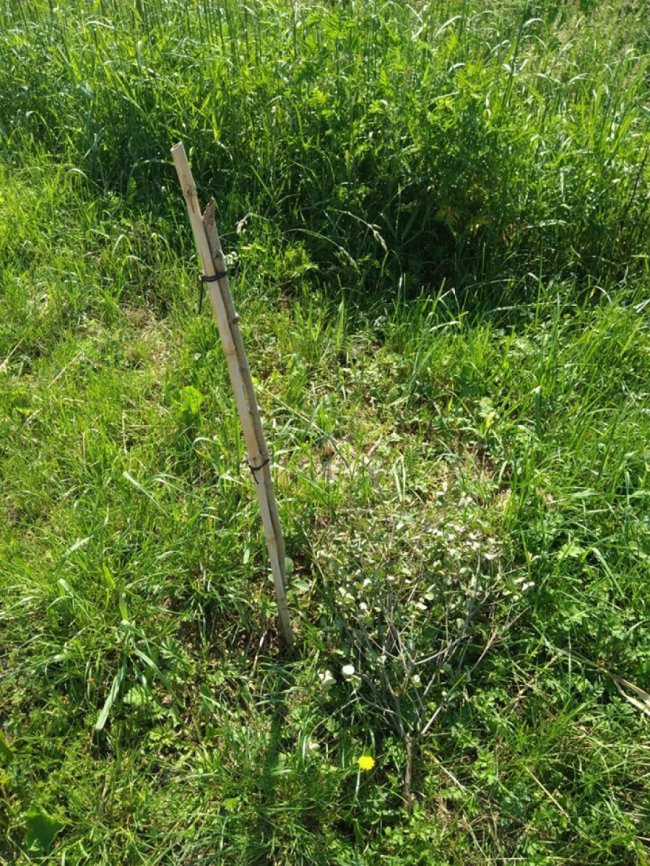 У місті на Волині  вандали понищили декоративні дерева