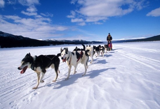 Їзда на собаках