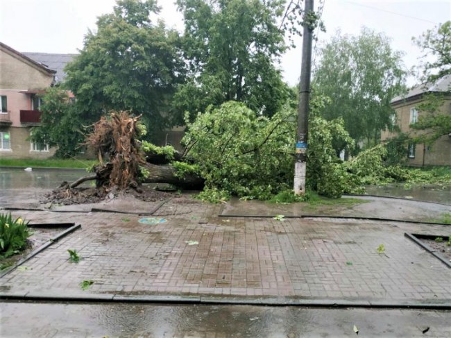 У Сумах буревій повалив дерева на автомобілі та будинки. ФОТО