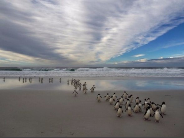 Острів Сондерс, Фолклендські острови  