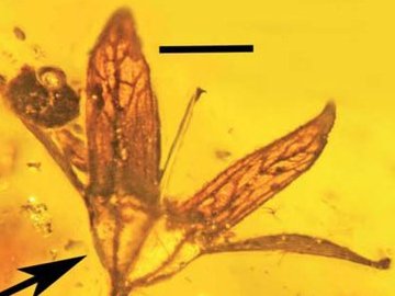 У шматку бурштину виявили квітку, якій 100 мільйонів років