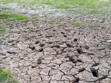 Поблизу Луцька висохло озеро. ФОТО