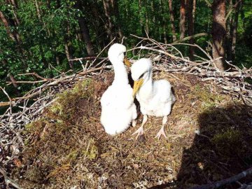 У природному парку на Волині побільшало червонокнижних птахів. ФОТО