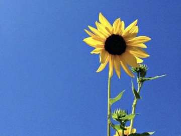 Добрі новини від ВолиньPost за 1 липня 