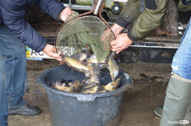 Щука, короп і судак: у луцький Стир випустили тисячі рибин. ФОТО