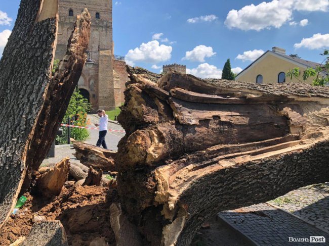 У Луцьку прибирають залишки двохсотлітнього Лесиного ясена