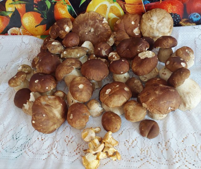 На Волині – у розпалі грибний сезон