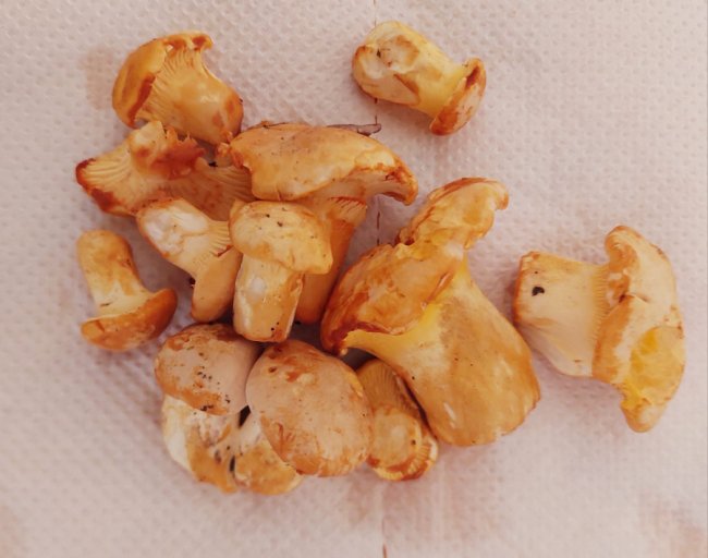 На Волині – у розпалі грибний сезон