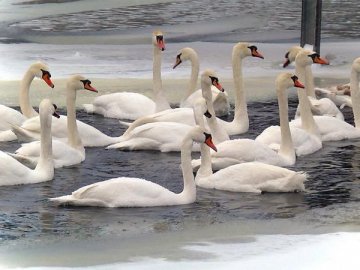 У волинському місті на річці оселилися понад два десятки лебедів. ФОТО