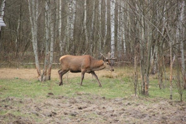 Цуманська пуща: неймовірні фото чарівного лісу