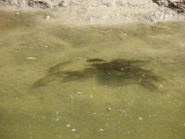 Як на Волині рятували рибу. ФОТО