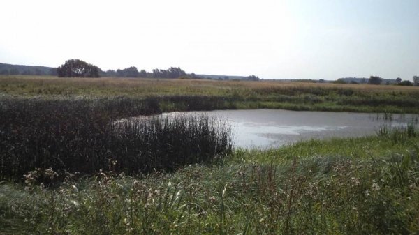 Як на Волині рятували рибу. ФОТО